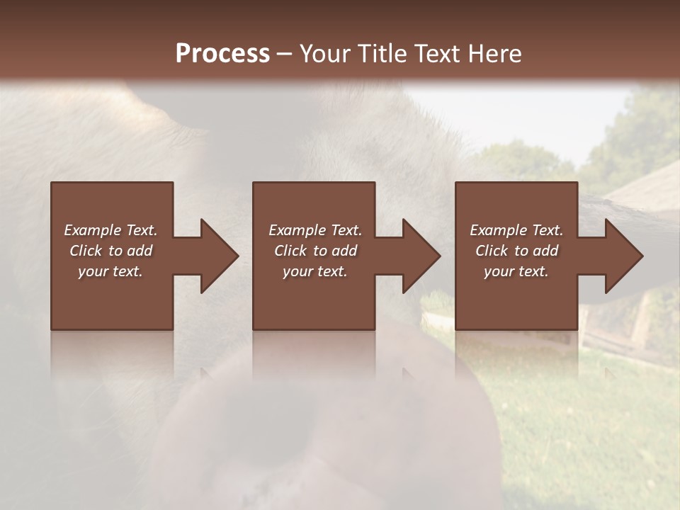 Funny Pig PowerPoint Template