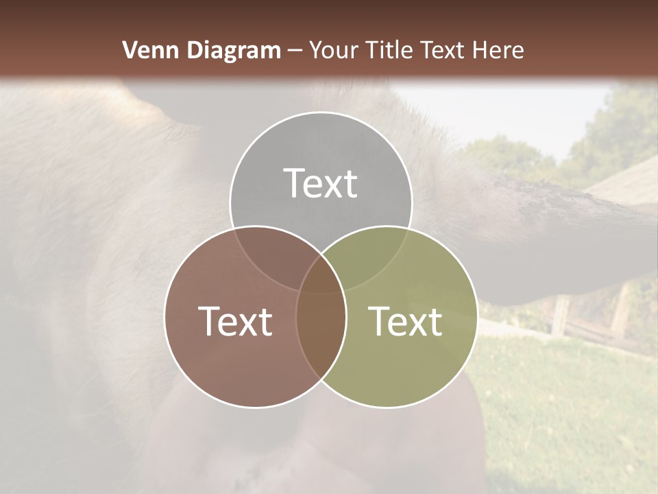 Funny Pig PowerPoint Template