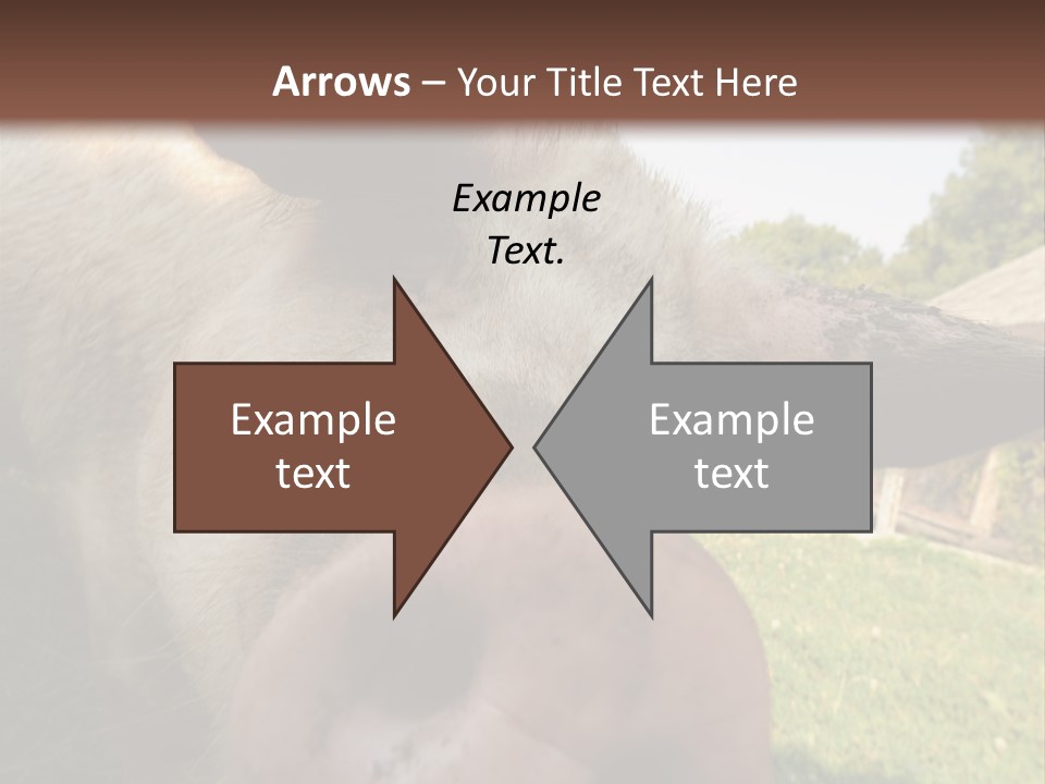 Funny Pig PowerPoint Template