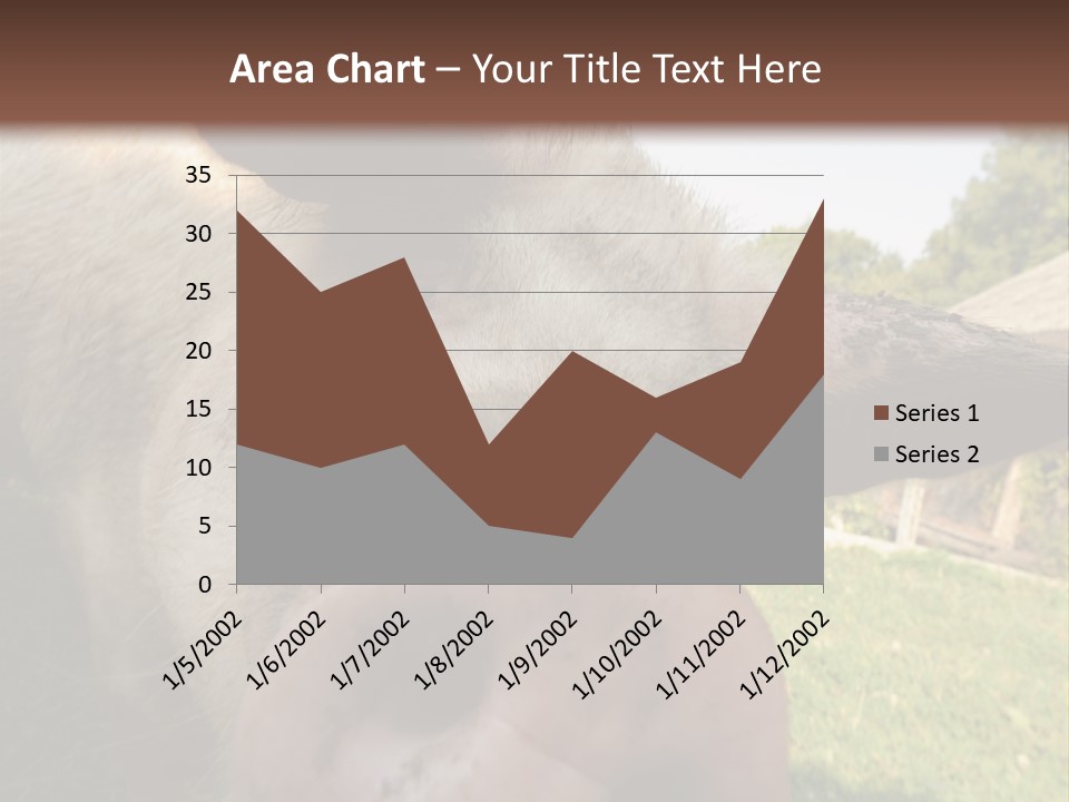 Funny Pig PowerPoint Template