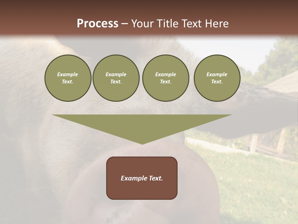 Funny Pig PowerPoint Template