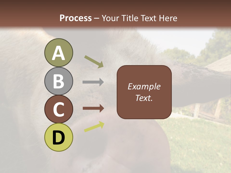 Funny Pig PowerPoint Template