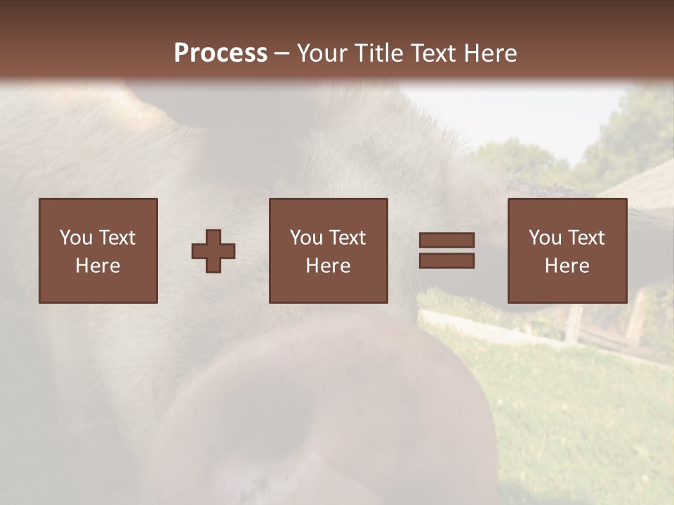 Funny Pig PowerPoint Template