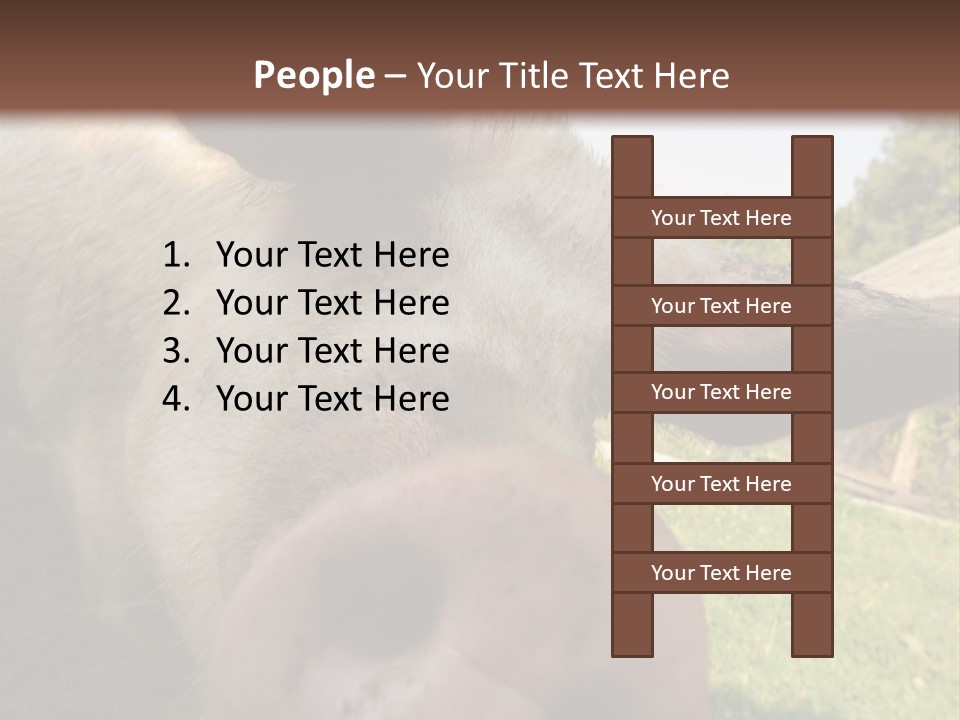 Funny Pig PowerPoint Template