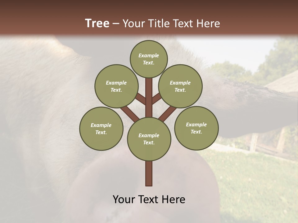 Funny Pig PowerPoint Template