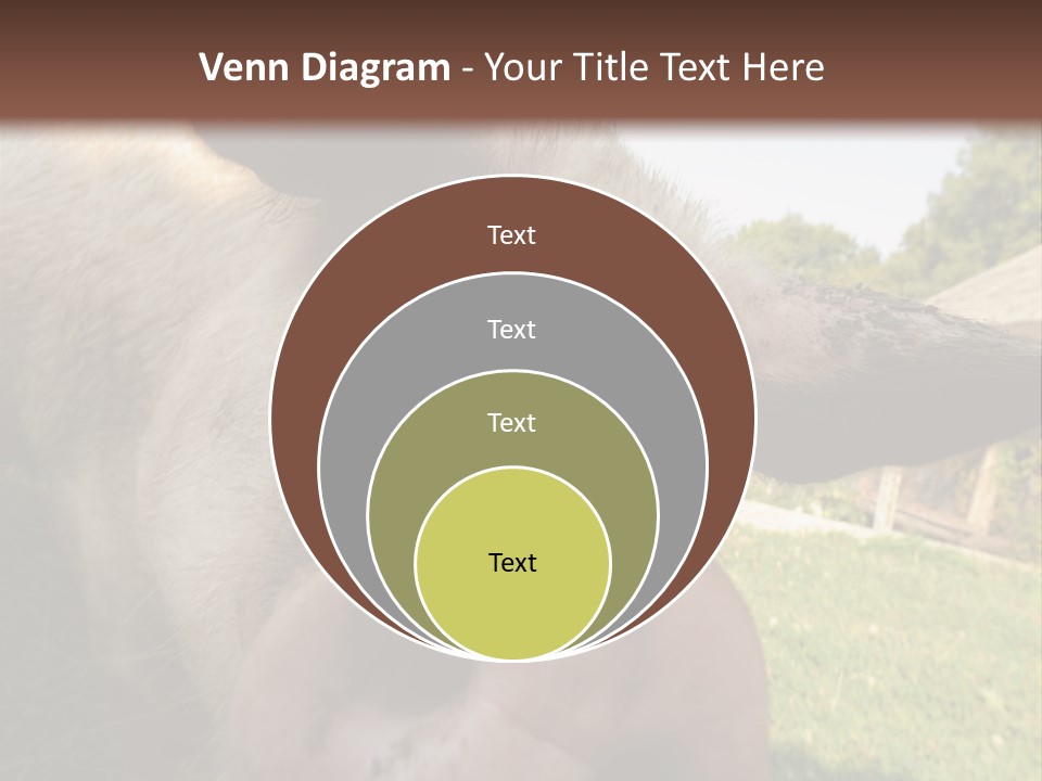 Funny Pig PowerPoint Template