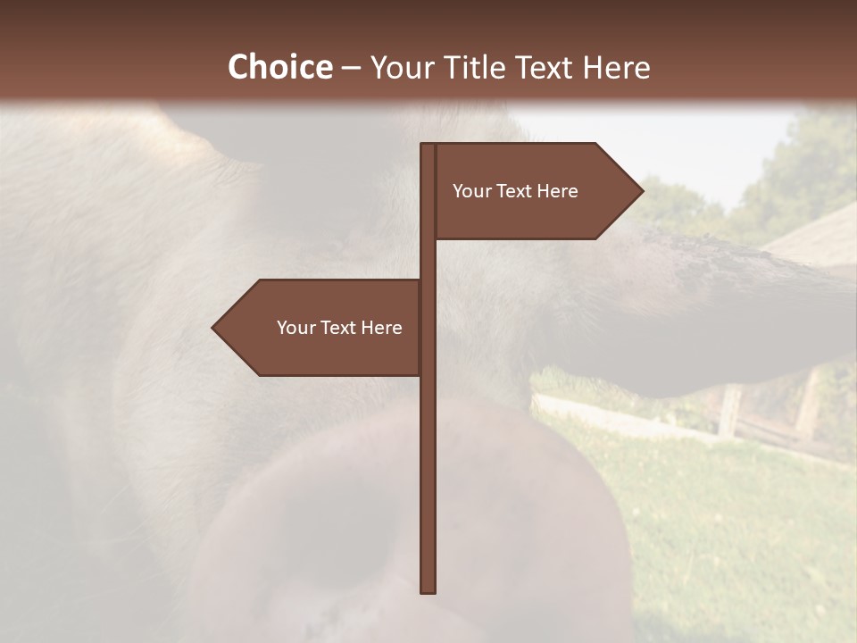 Funny Pig PowerPoint Template