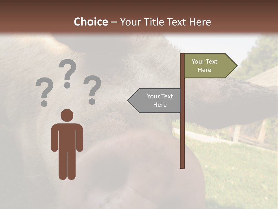 Funny Pig PowerPoint Template