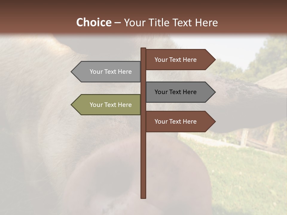 Funny Pig PowerPoint Template