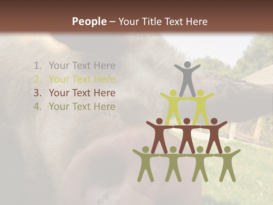 Funny Pig PowerPoint Template