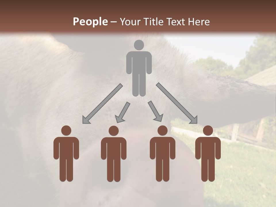 Funny Pig PowerPoint Template