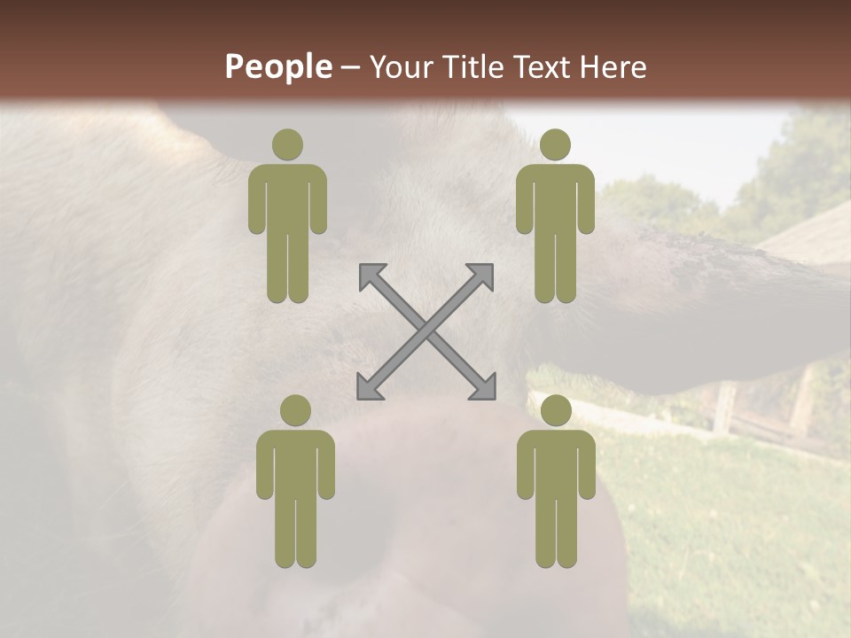 Funny Pig PowerPoint Template