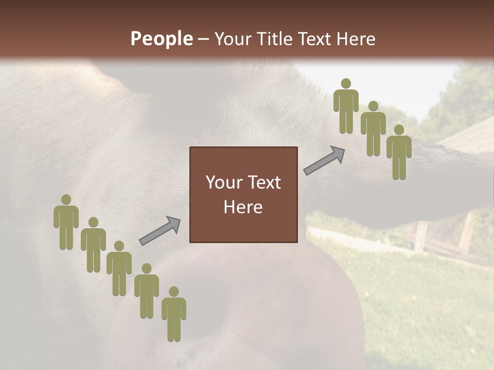 Funny Pig PowerPoint Template