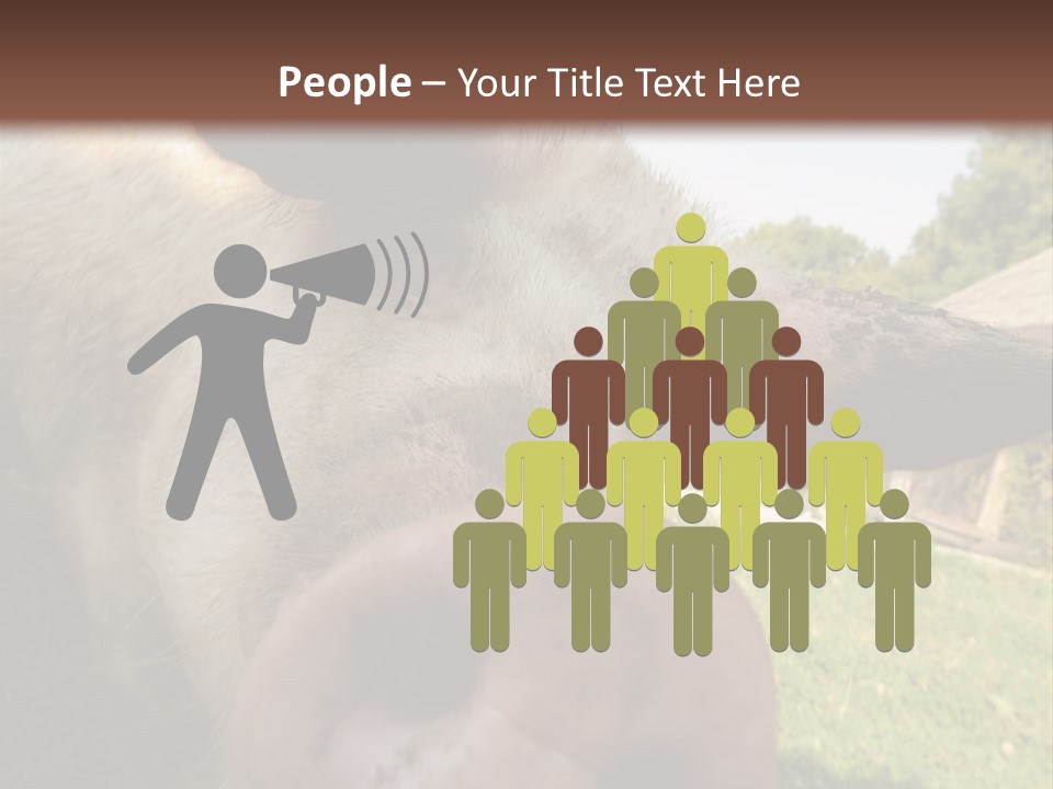 Funny Pig PowerPoint Template