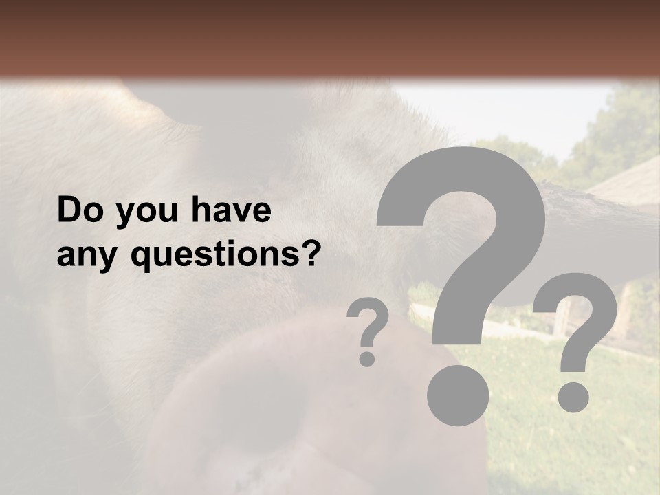 Funny Pig PowerPoint Template