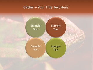Effect Color Macro PowerPoint Template