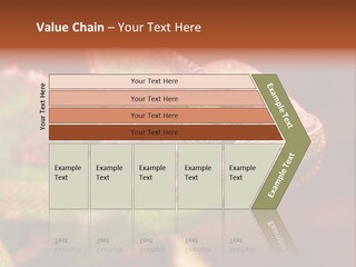 Effect Color Macro PowerPoint Template