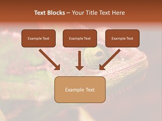 Effect Color Macro PowerPoint Template