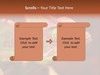 Effect Color Macro PowerPoint Template