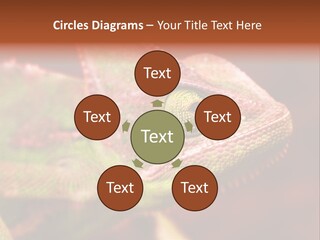 Effect Color Macro PowerPoint Template