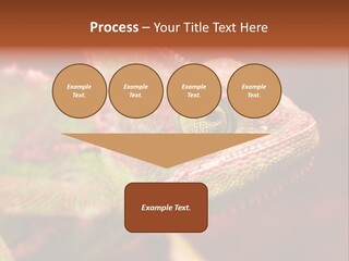 Effect Color Macro PowerPoint Template
