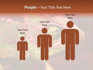 Effect Color Macro PowerPoint Template