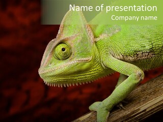 Chameleon On Branch PowerPoint Template