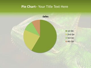 Reptiles Animals PowerPoint Template