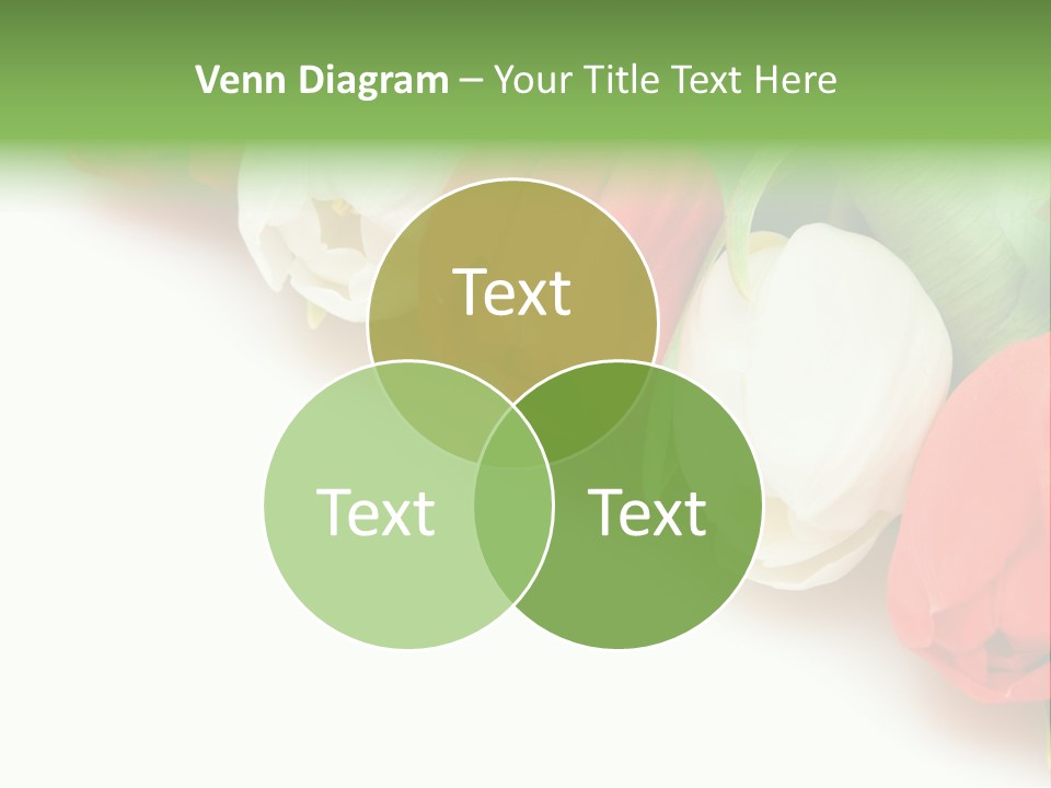 Red Tulips PowerPoint Template