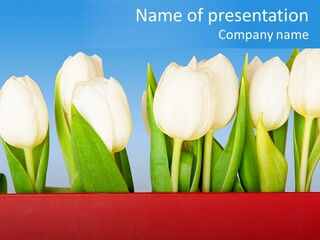 Tulip PowerPoint Template