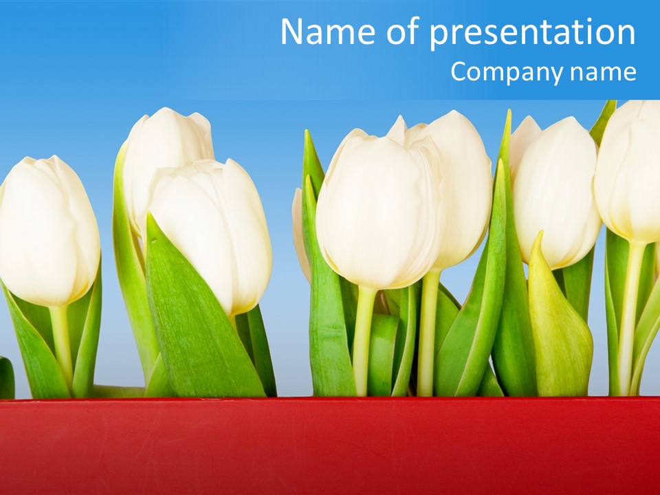 Tulip PowerPoint Template