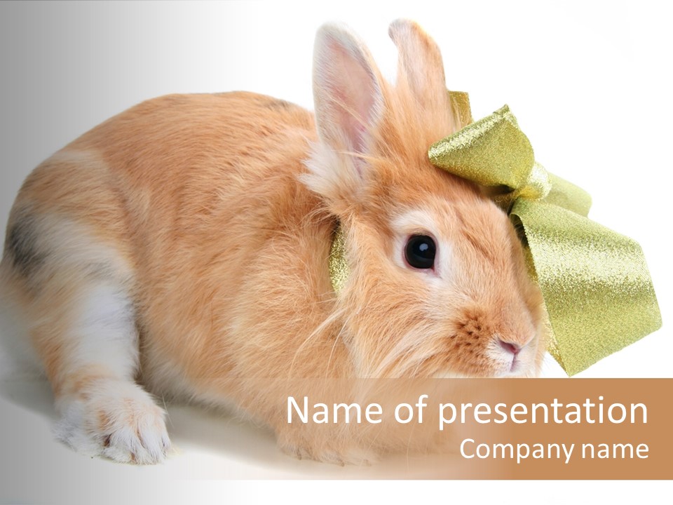 Hear Stylish Pet PowerPoint Template