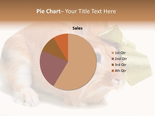 Hear Stylish Pet PowerPoint Template