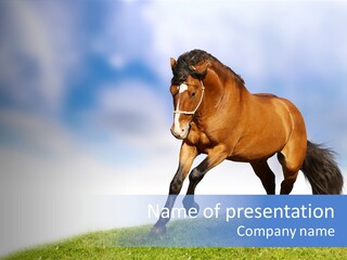Horse PowerPoint Template