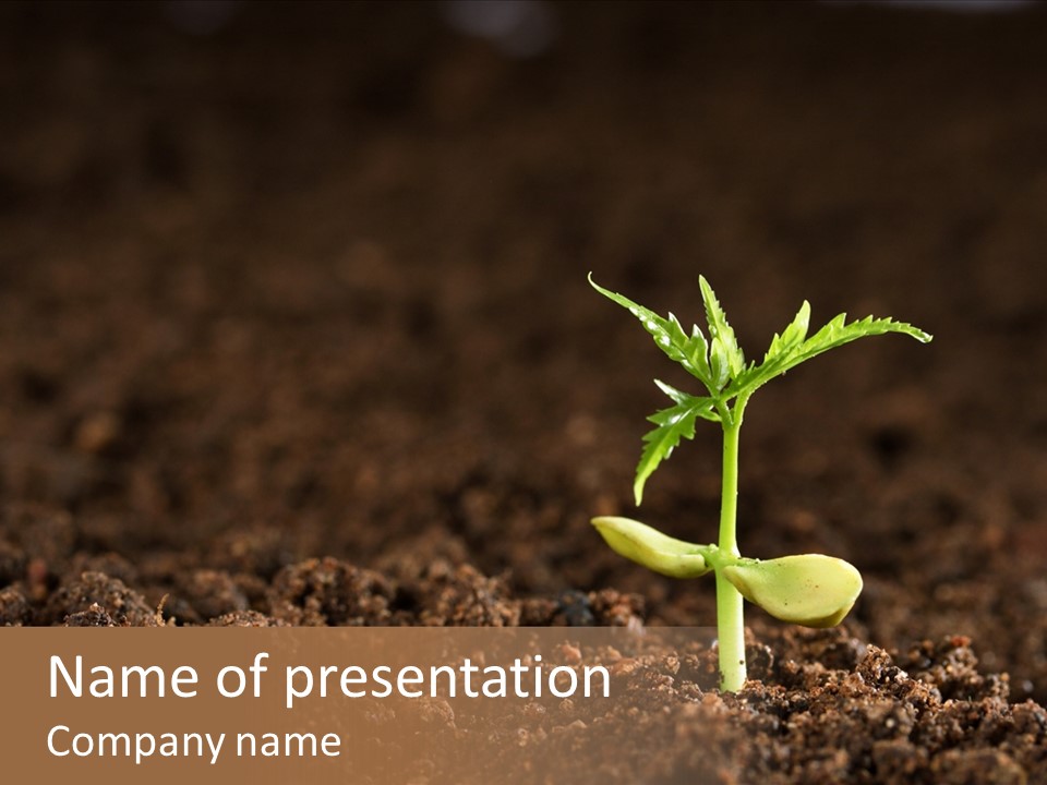 Growing Seeds PowerPoint Template