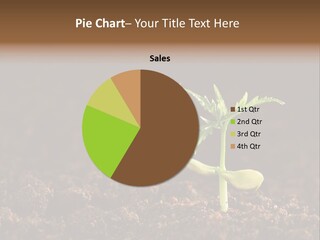 Growing Seeds PowerPoint Template