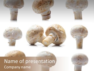 Fungus Nature Studio PowerPoint Template