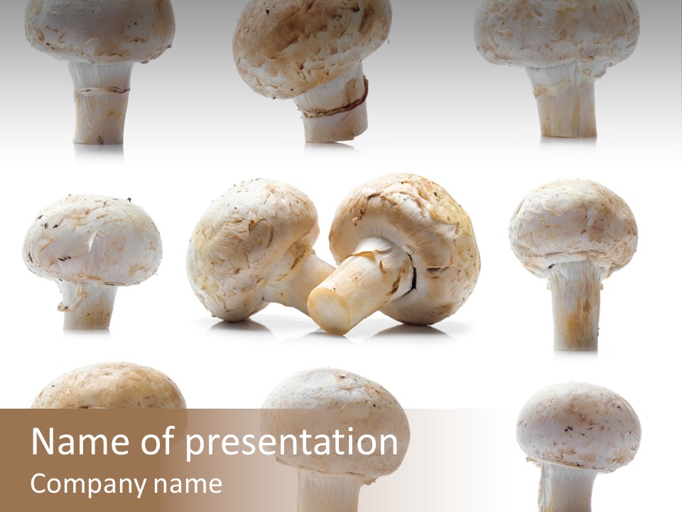 Fungus Nature Studio PowerPoint Template