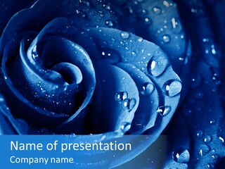 Blue Rose PowerPoint Template