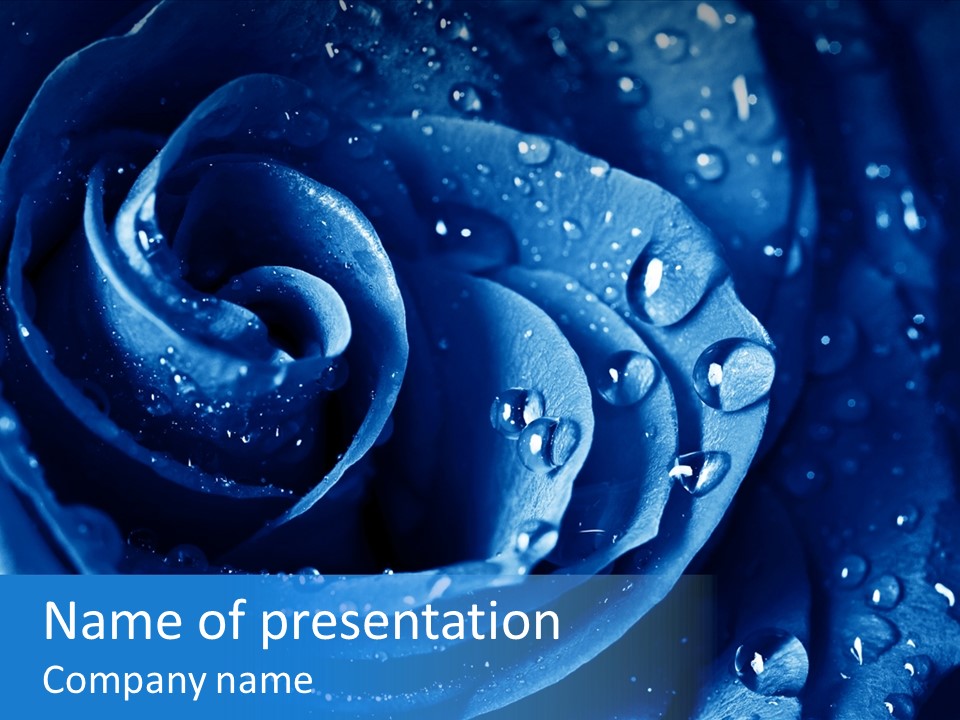 Blue Rose PowerPoint Template