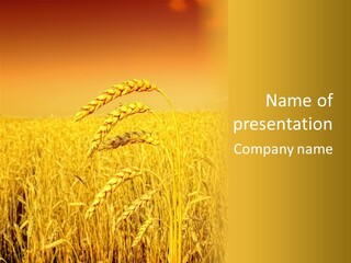 Agricultural Plant Rye PowerPoint Template