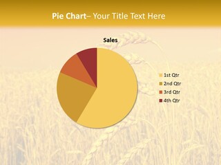 Agricultural Plant Rye PowerPoint Template