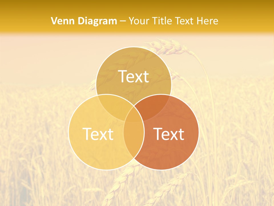 Agricultural Plant Rye PowerPoint Template