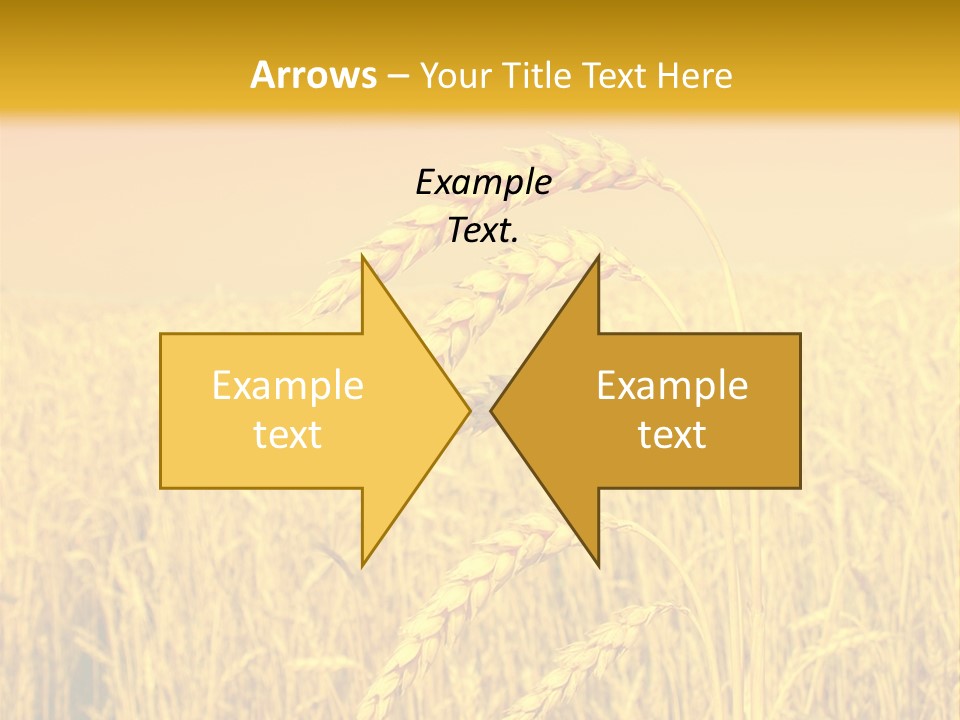 Agricultural Plant Rye PowerPoint Template