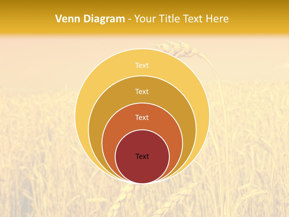 Agricultural Plant Rye PowerPoint Template