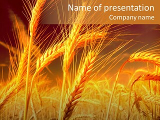 Golden Wheat PowerPoint Template