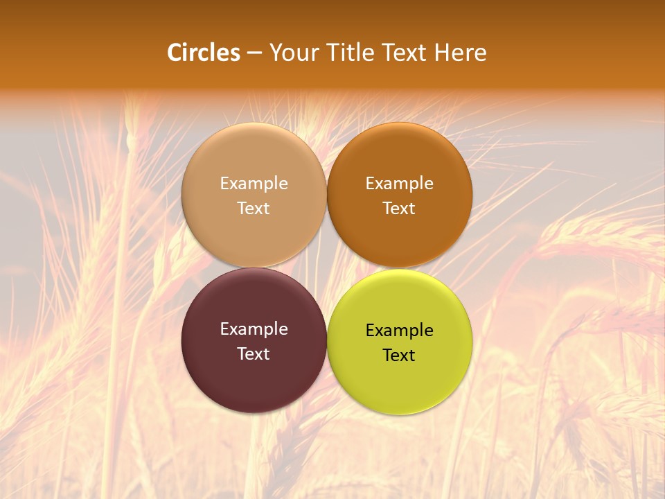 Golden Wheat PowerPoint Template
