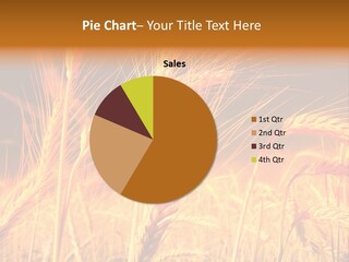 Golden Wheat PowerPoint Template