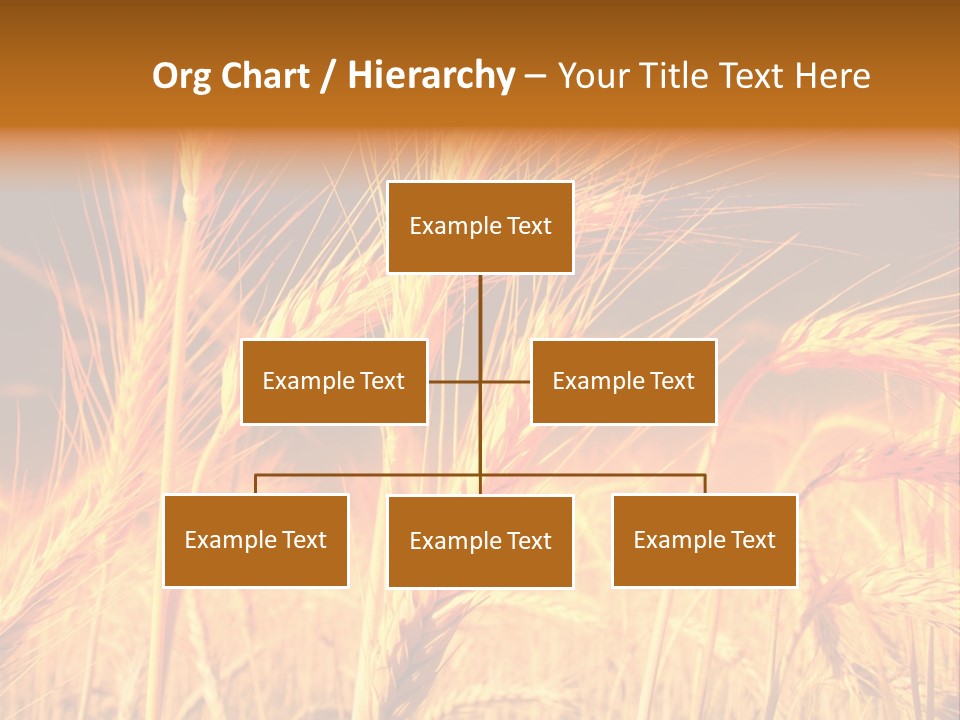 Golden Wheat PowerPoint Template