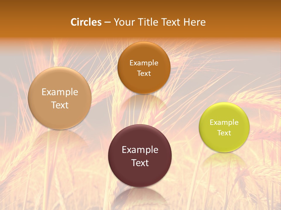 Golden Wheat PowerPoint Template